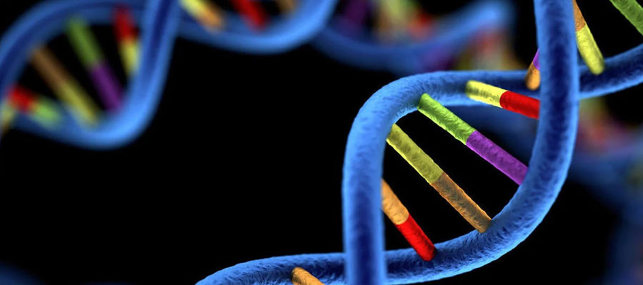 خرید و دانلود پروژه درس ژنتیک 2 با موضوع نقش Micro RNA ها در درمان سرطان ها و بیماری های ژنتیکی